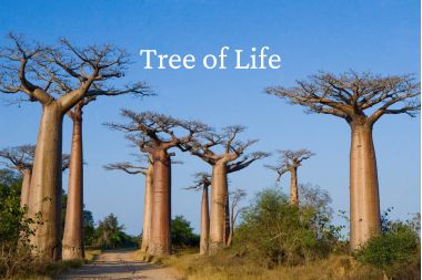 Baobab Trees Along a Path